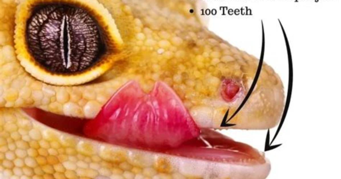 Do Leopard Geckos Have Teeth?