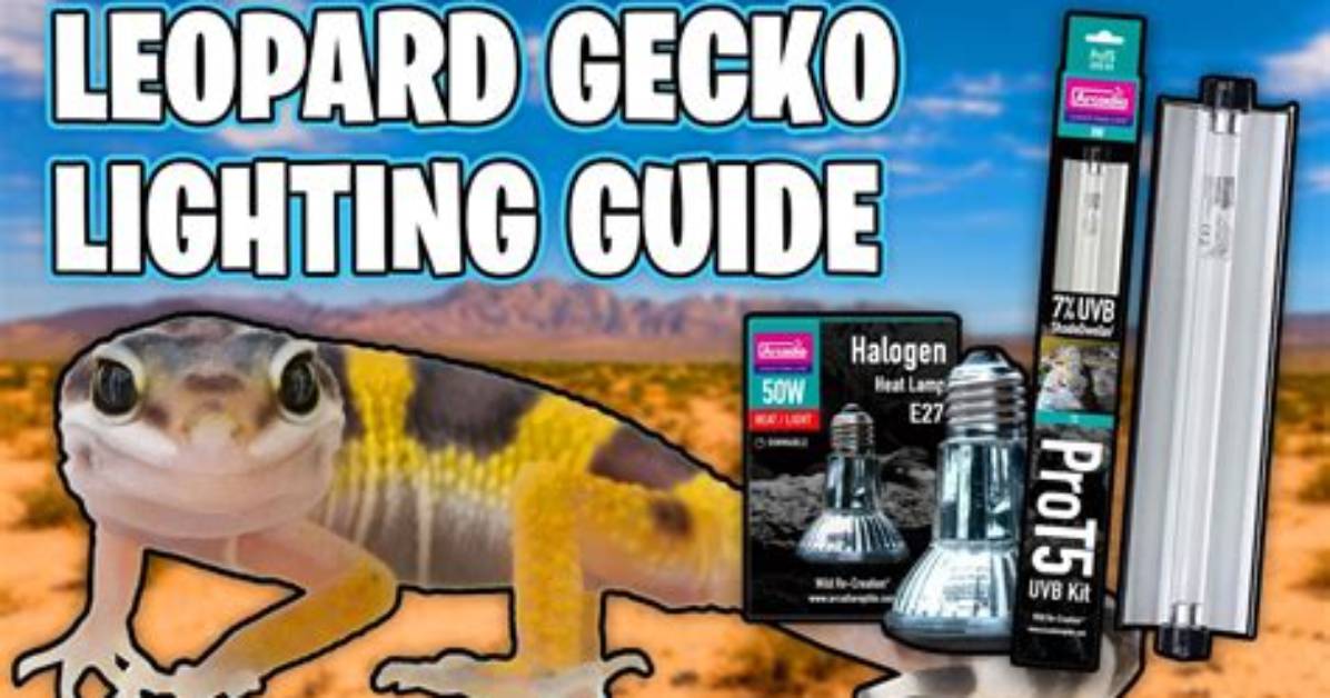 Do Leopard Geckos Need Lighting?