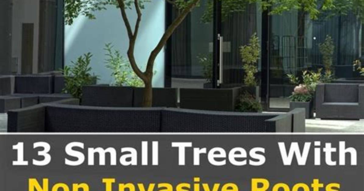 Do Leopard Trees Have Invasive Roots?