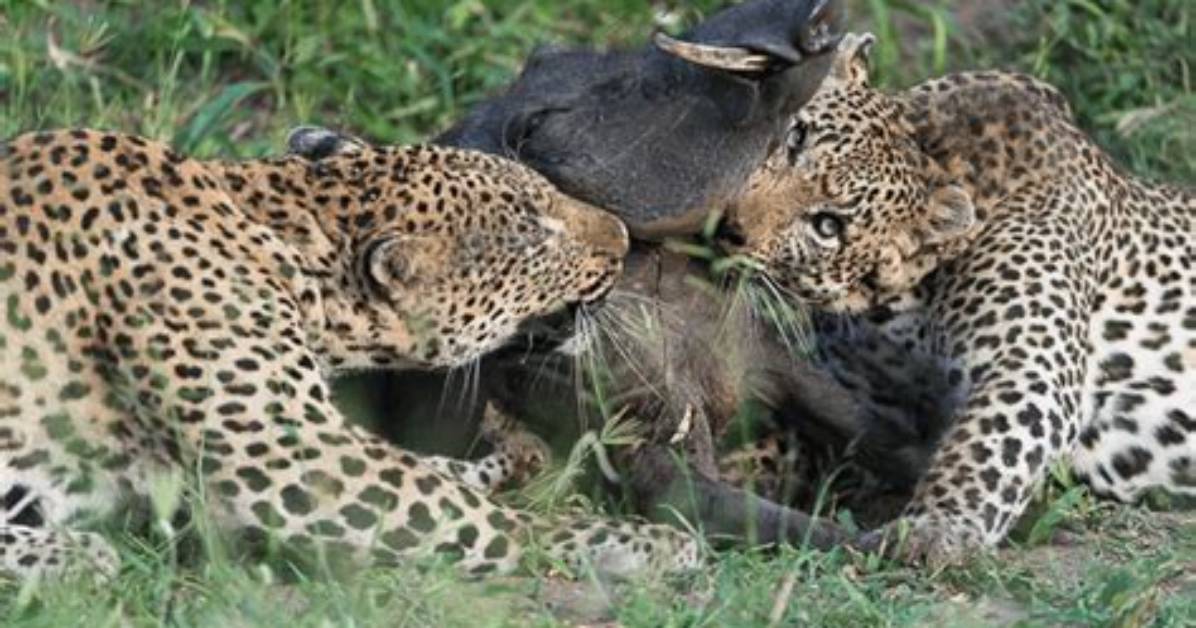 Do Leopards Eat Bugs?