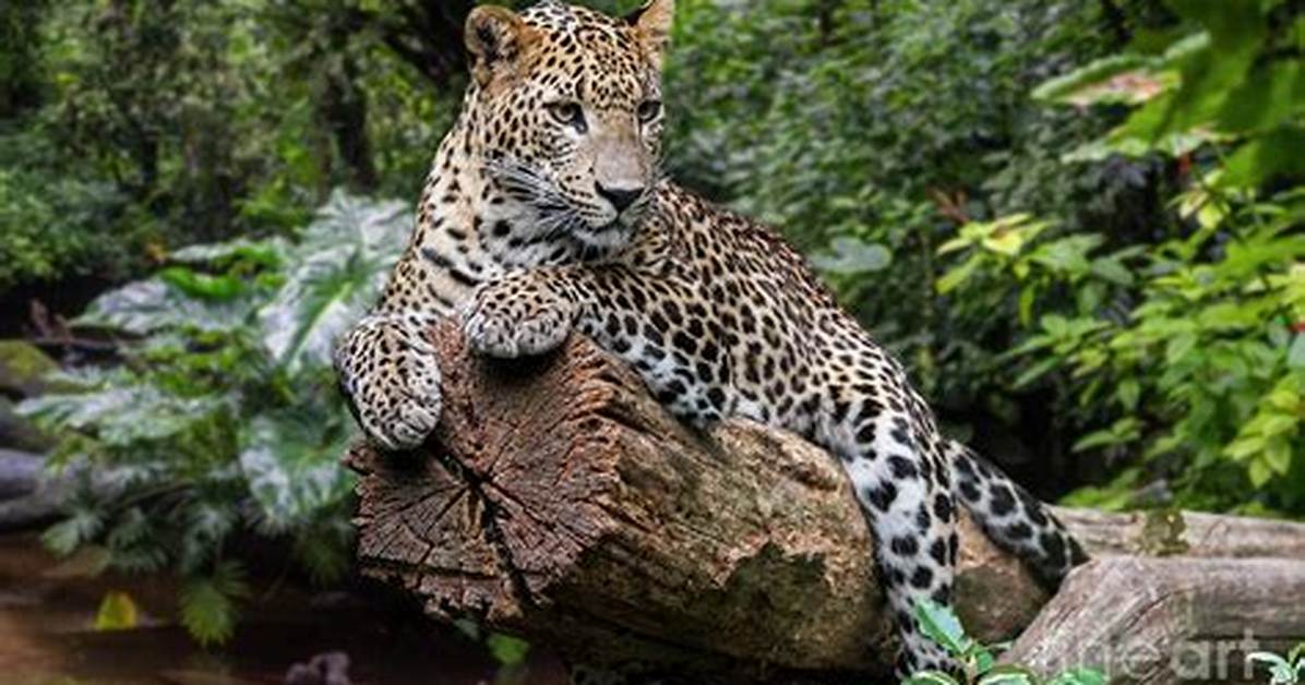 Do Leopards Live in the Rainforest?