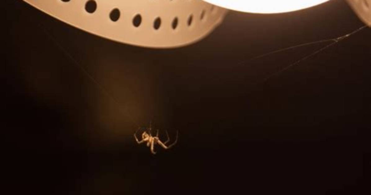 Do Lights Keep Spiders Away