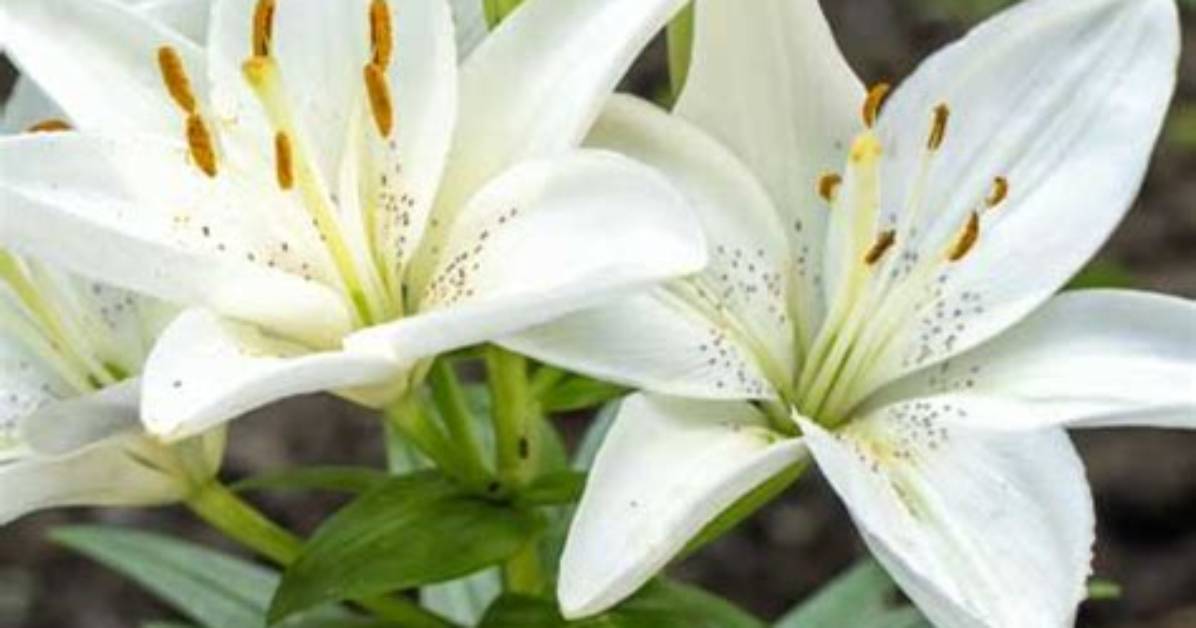 Do Lilies Grow on Trees