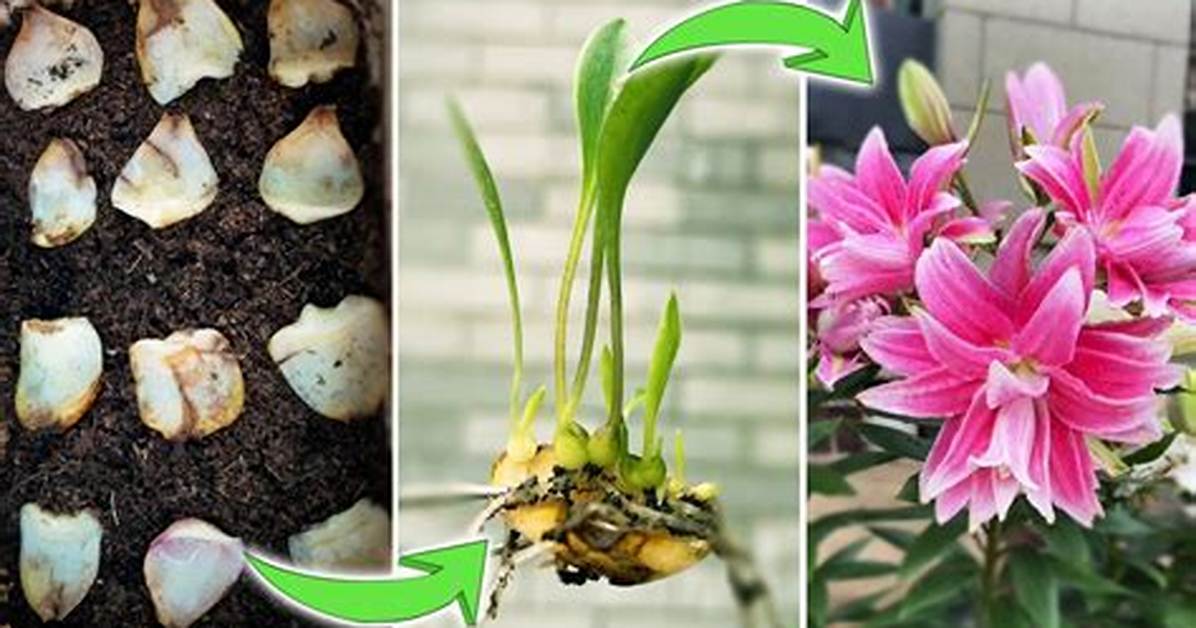 Do Lilium Bulbs Multiply?