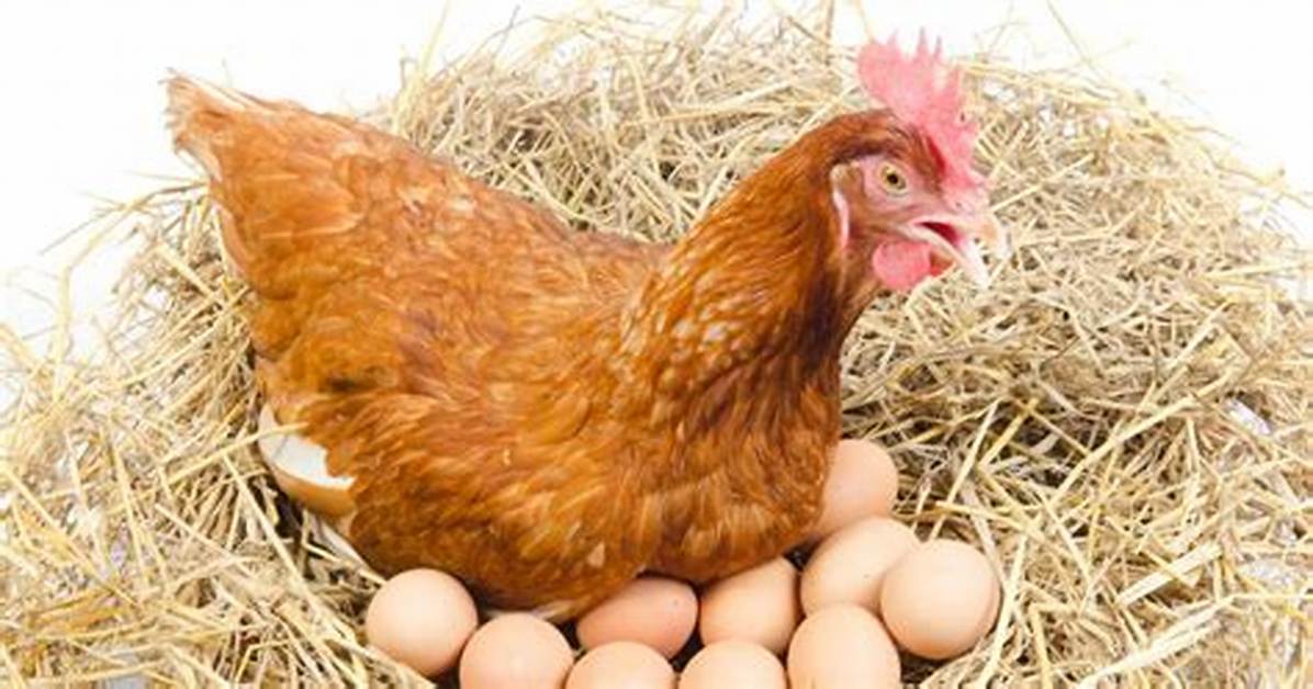 Do Linnies Lay Eggs?
