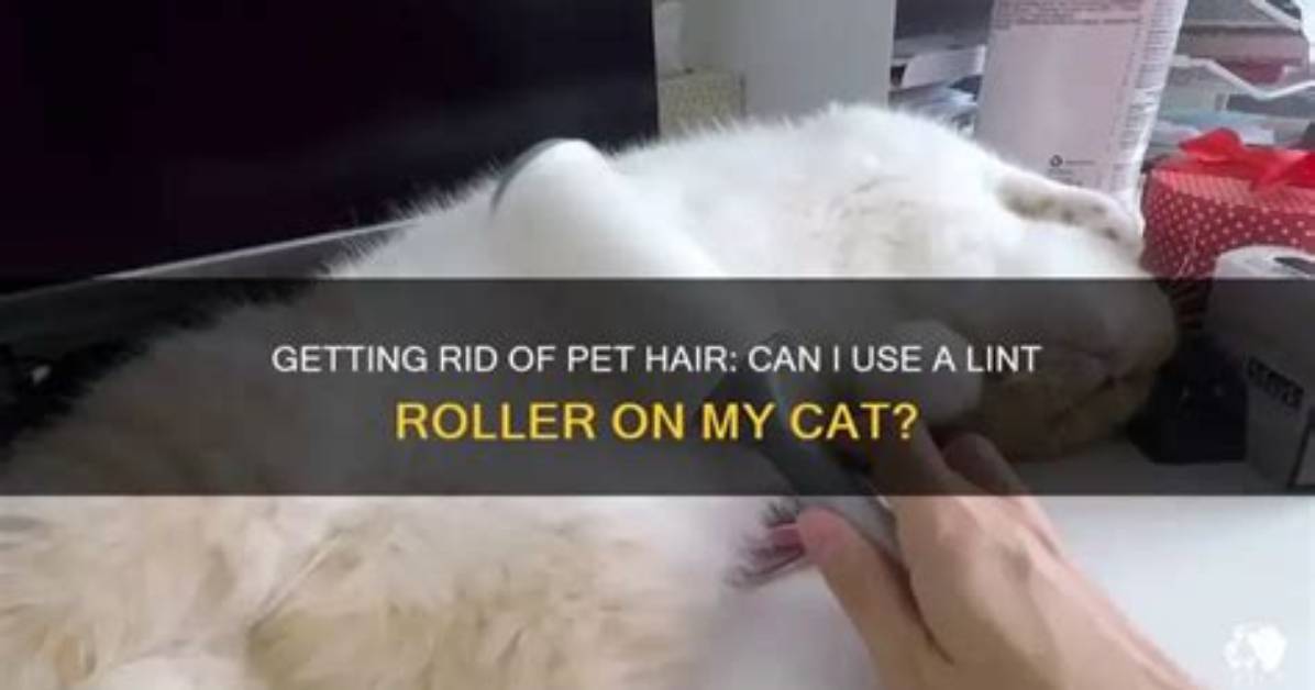 Do Lint Rollers Hurt Cats