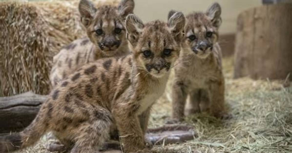 Do Lion Cubs Earn Bobcat