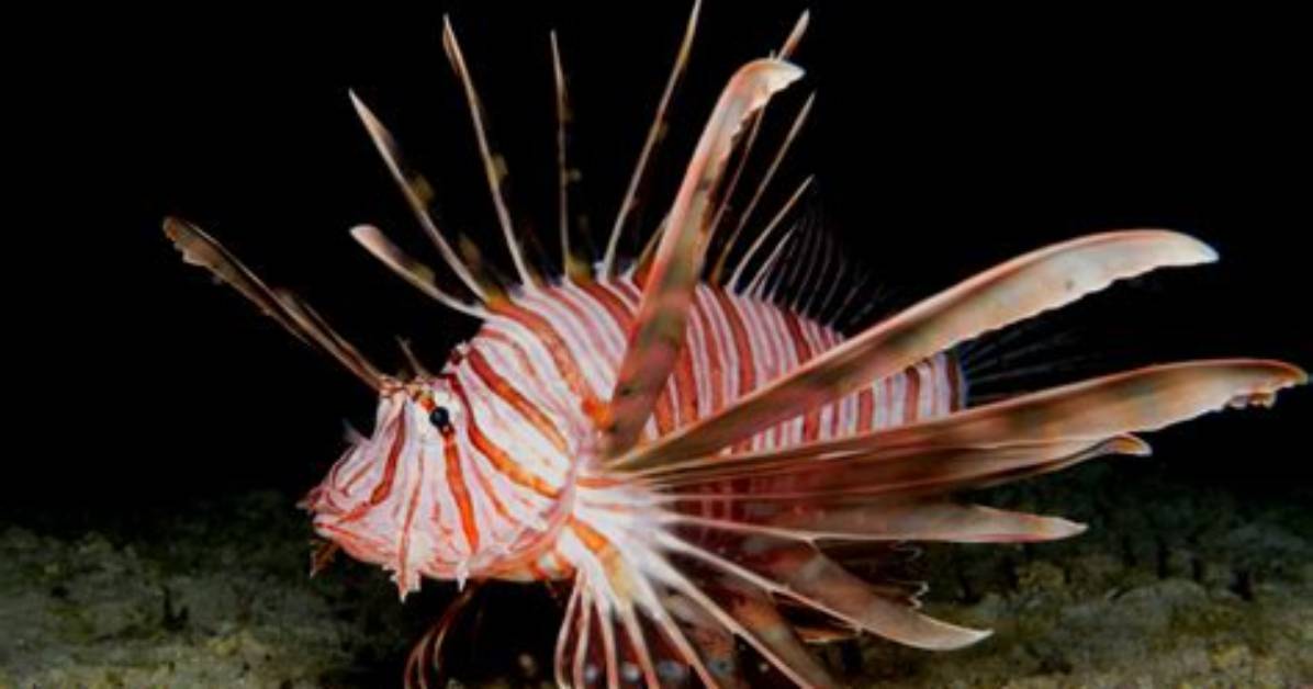 Do Lionfish Have Scales?