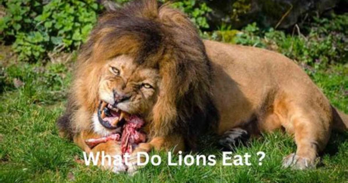 Do Lions Eat Meat? | Contextresponse. Com