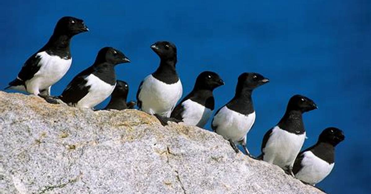 Do Little Auks Migrate?