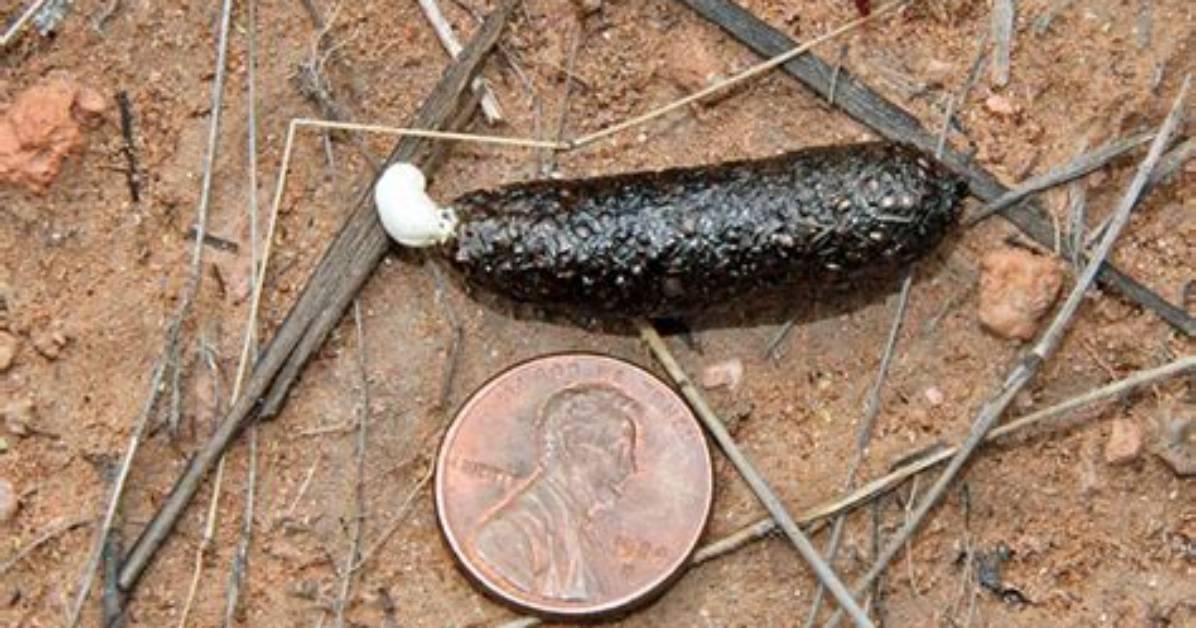 Do Lizards Poop?