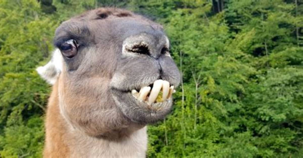 Do Llamas Have Front Teeth