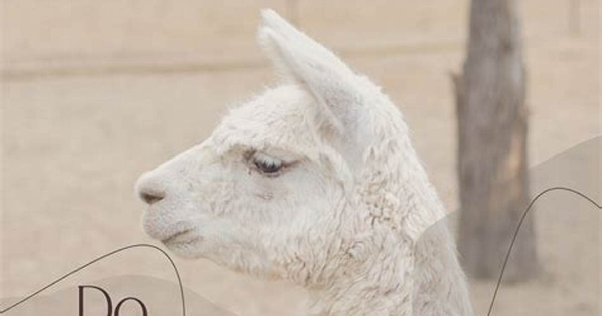 Do Llamas Make Good Pets?