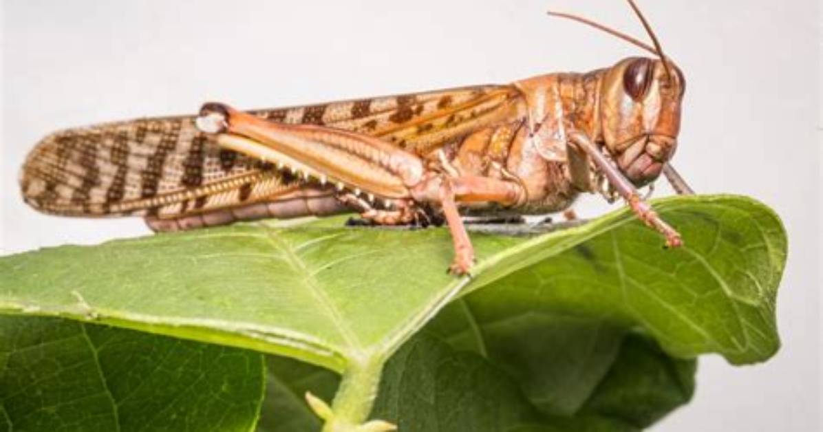 Do Locusts Leave Shells?