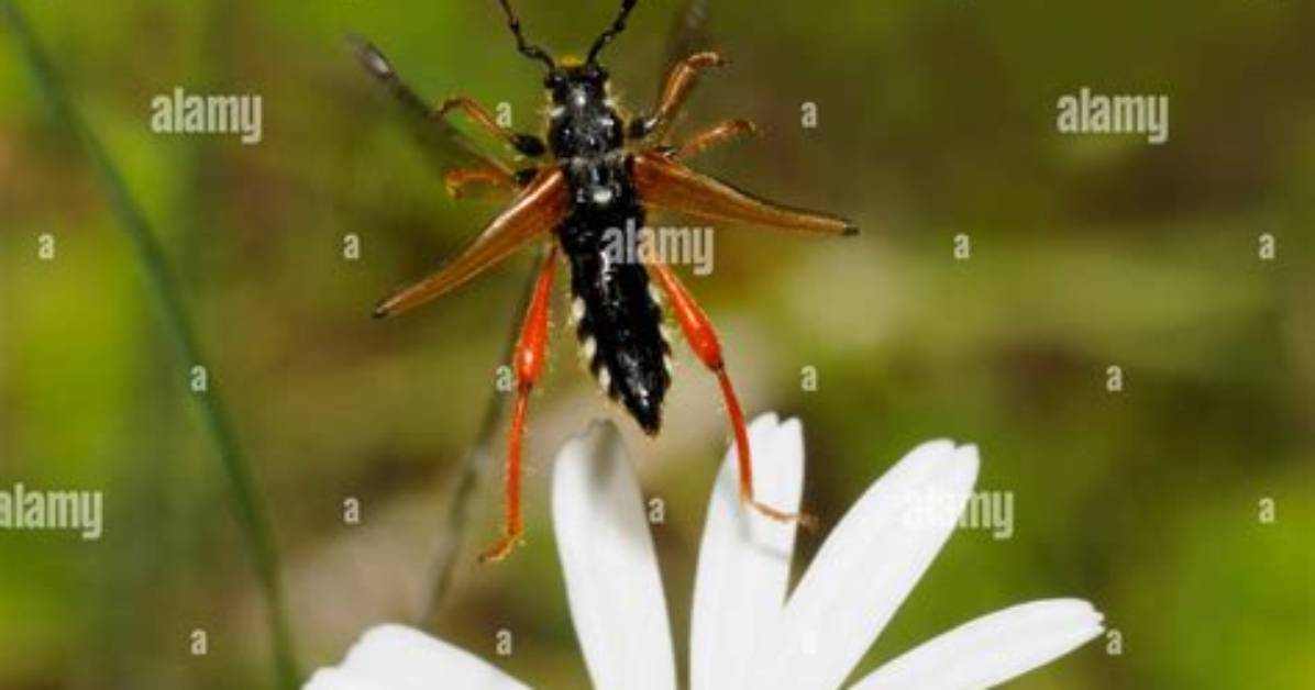 Do Longhorn Beetles Fly?