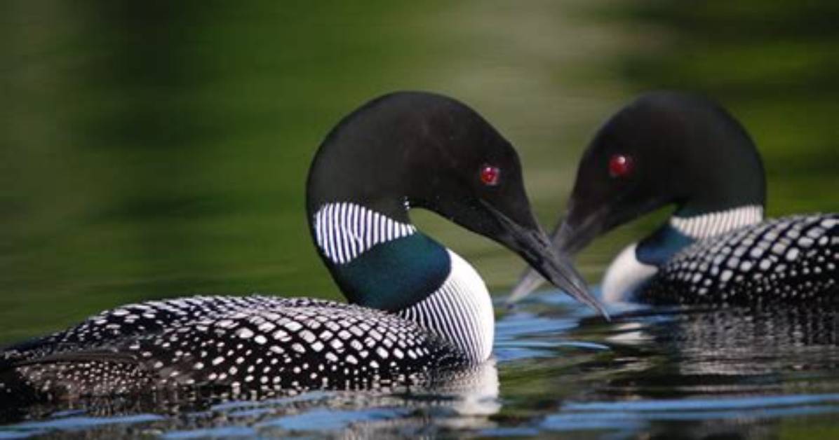 Do Loons Mate for Life?