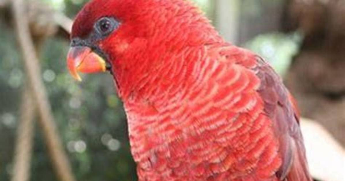Do Lory Parrots Talk?
