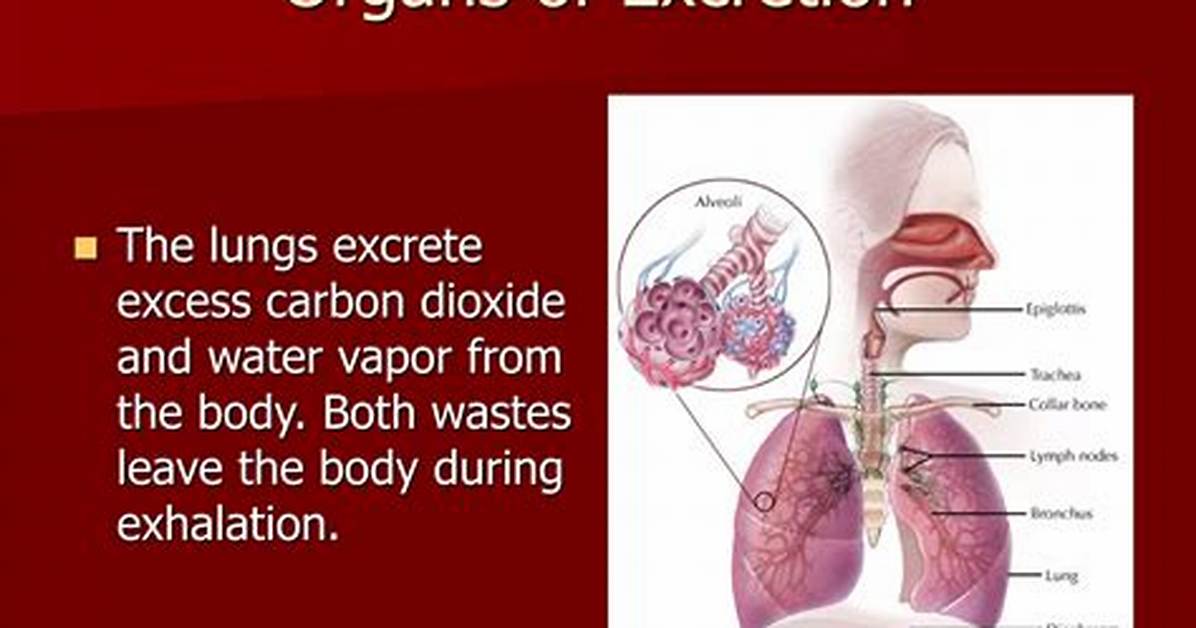Do Lungs Help with Excretion?
