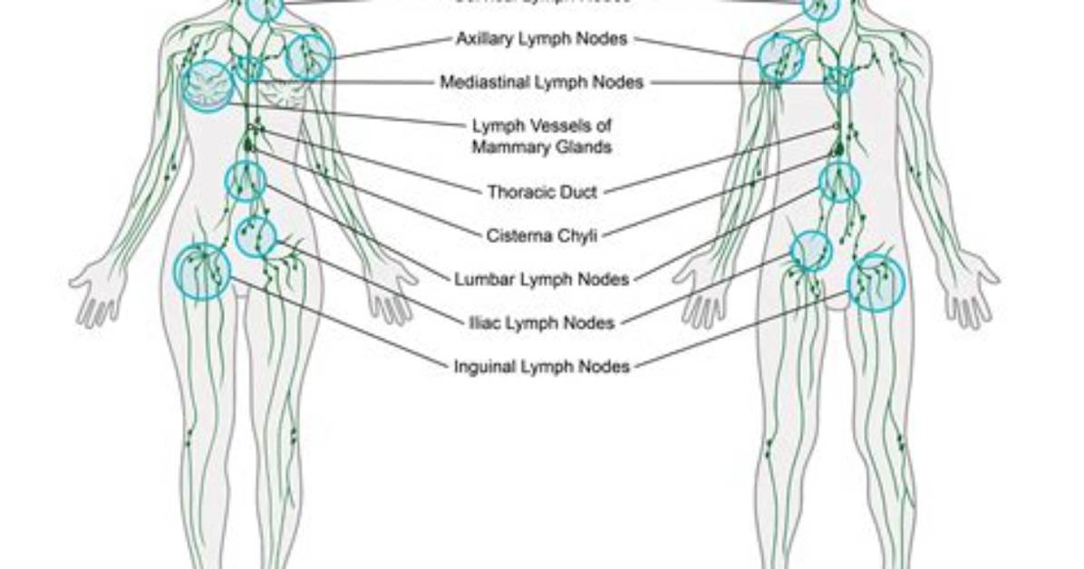 Do Lymph Have Valves?