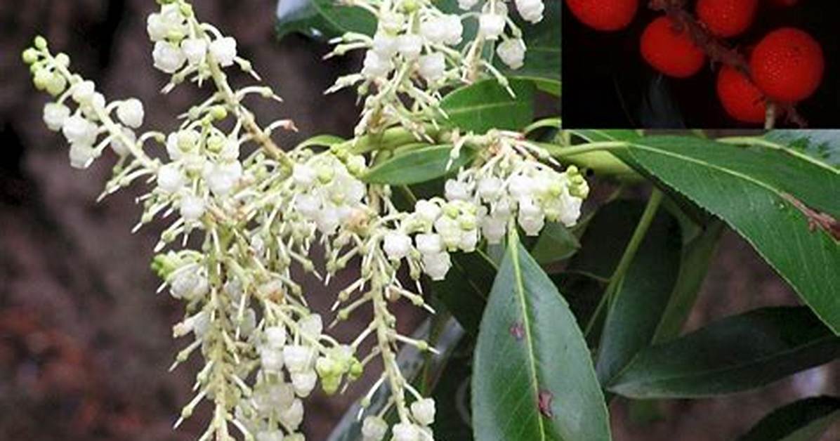 Do Madrone Trees Flower?