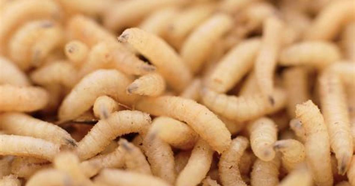 Do Maggots Eat Worms