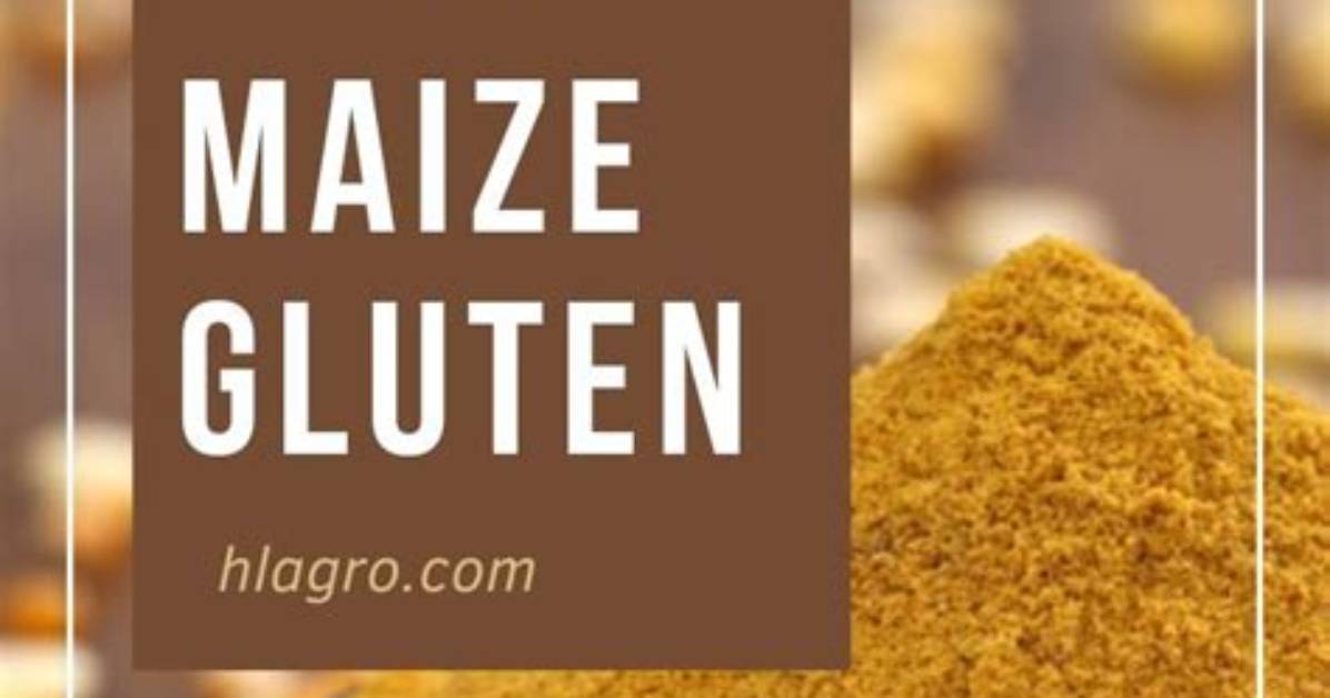 Do Maize Contain Gluten?