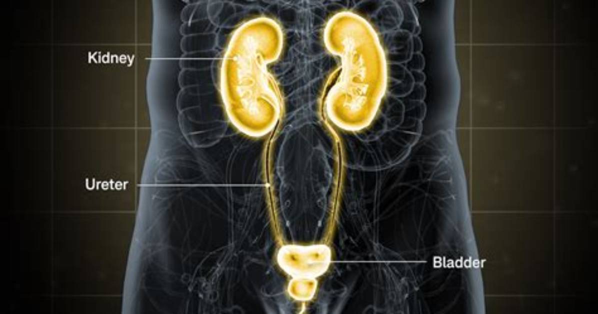 Do Males Get Uti?