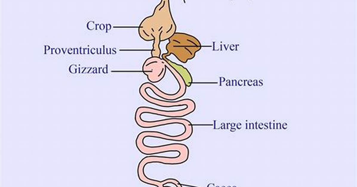 Do Mammals Have Proventriculus?