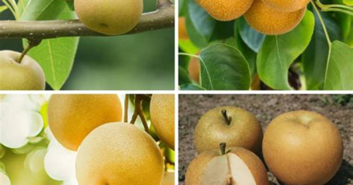 Do Manchurian Pears Smell?