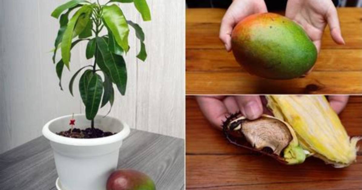 Do Mangoes Have Seeds?