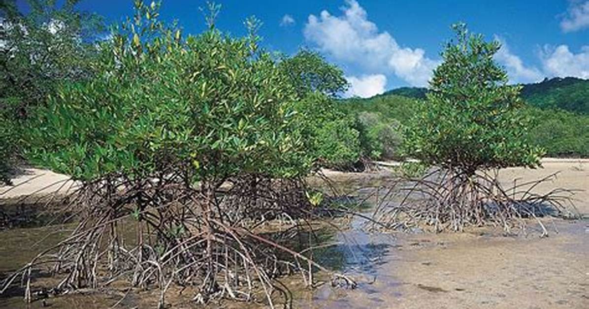 Do Mangroves Have Flowers?