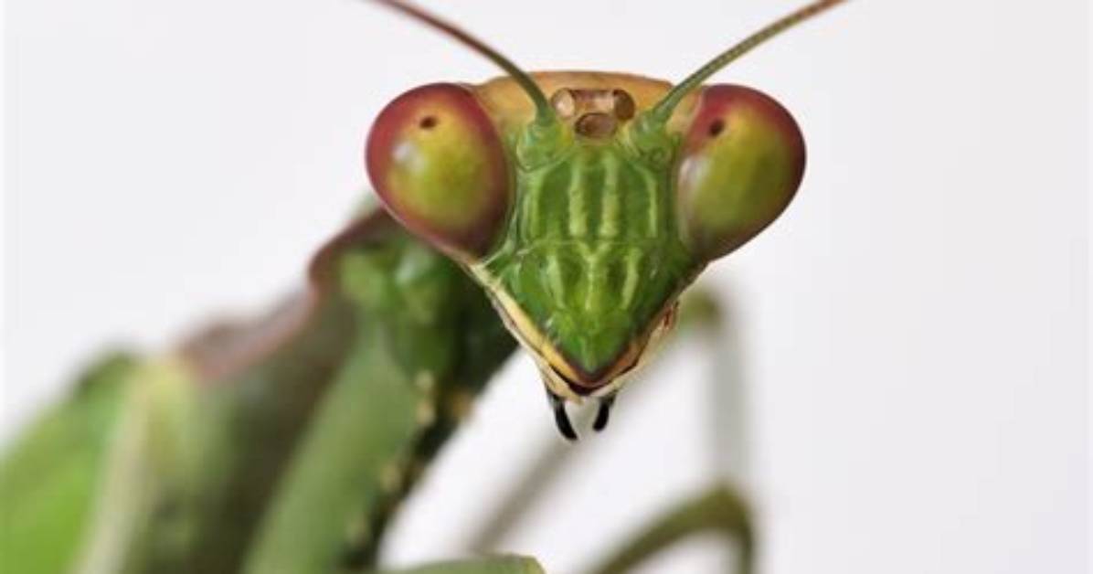Do Mantis Have Brains?