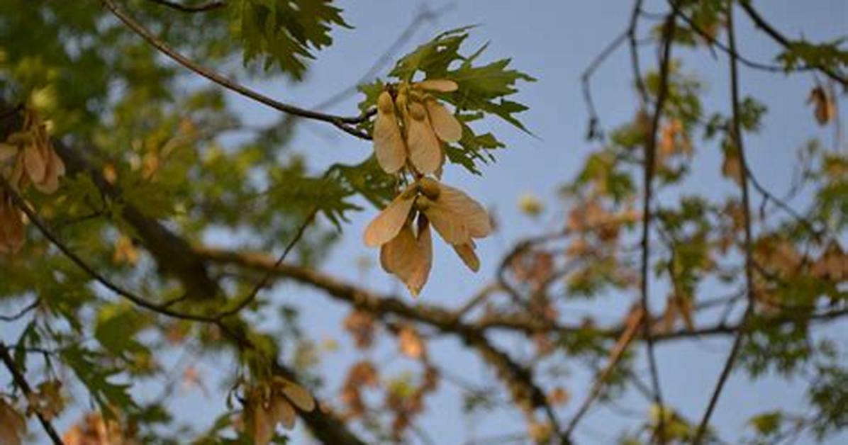 Do Maple Tree Seeds Fall?