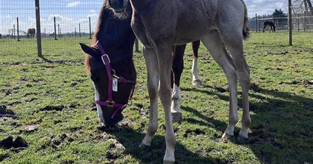 Do Mares Bleed After Foaling?