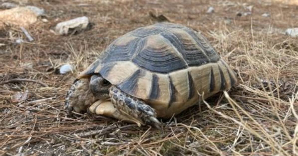 Do Marginated Tortoises Hibernate?
