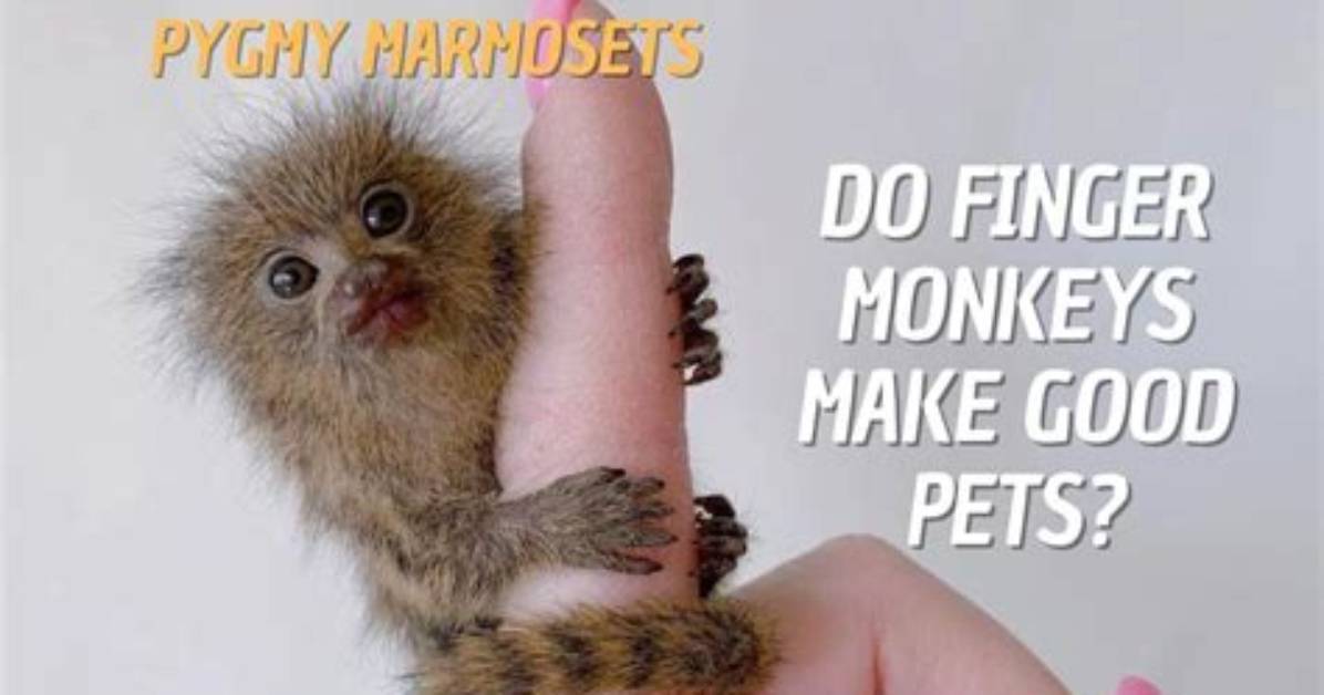 Do Marmosets Make Good Pets?