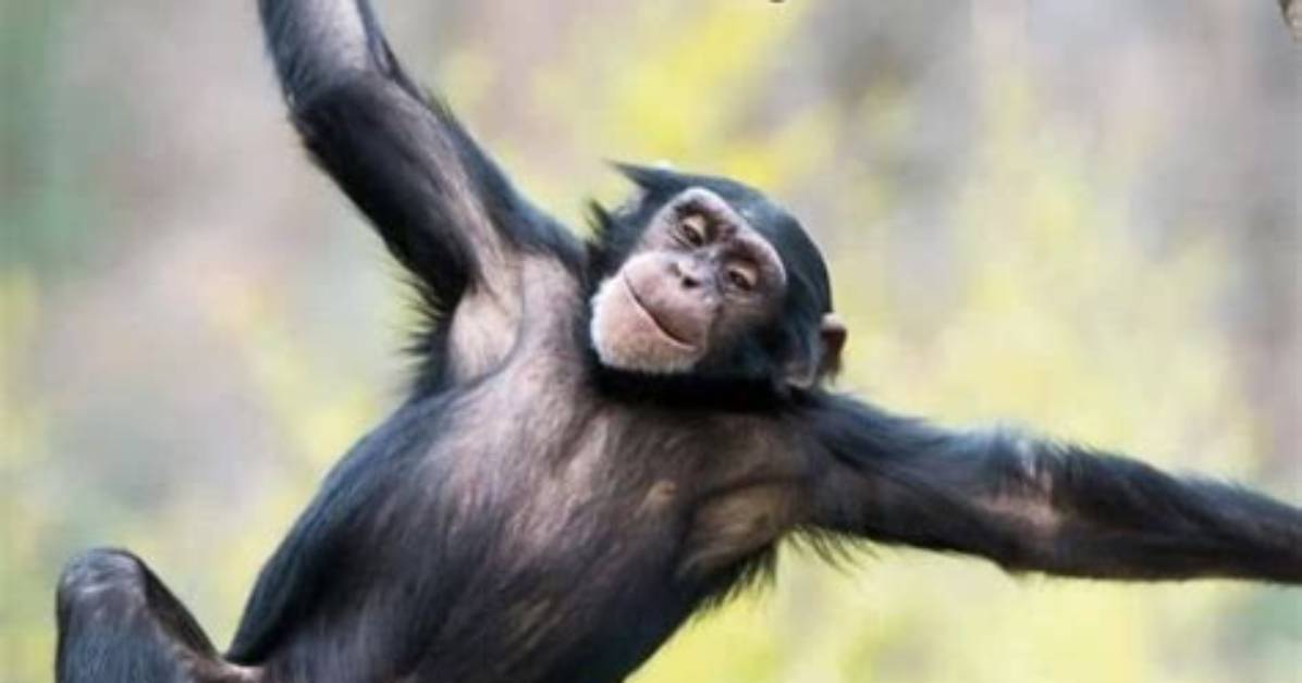 Do Marmosets Throw Poop?