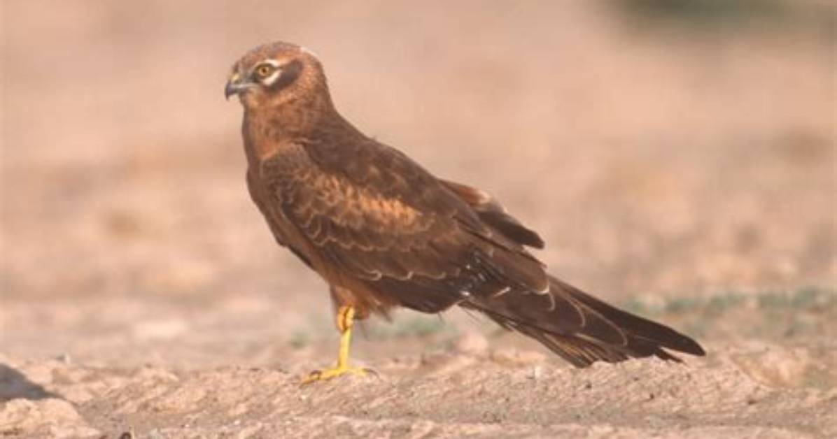 Do Marsh Harriers Migrate?