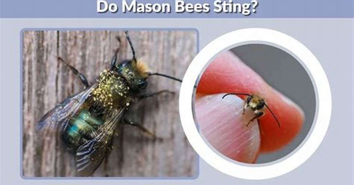 Do Mason Bees Sting You