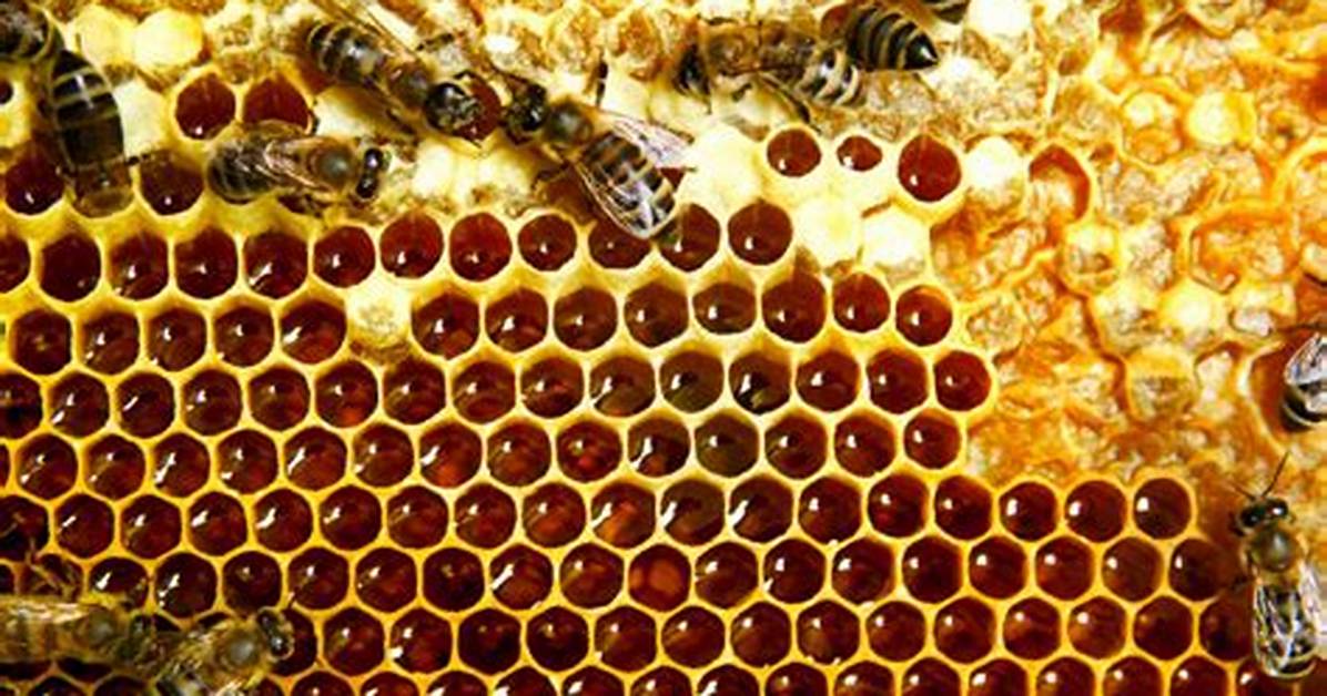 Do Masonry Bees Make Honey?