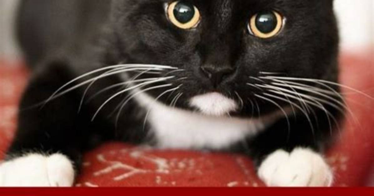 Do Matts Hurt Cats?