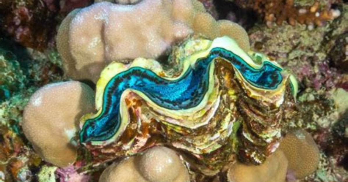 Do Maxima Clams Close at Night?