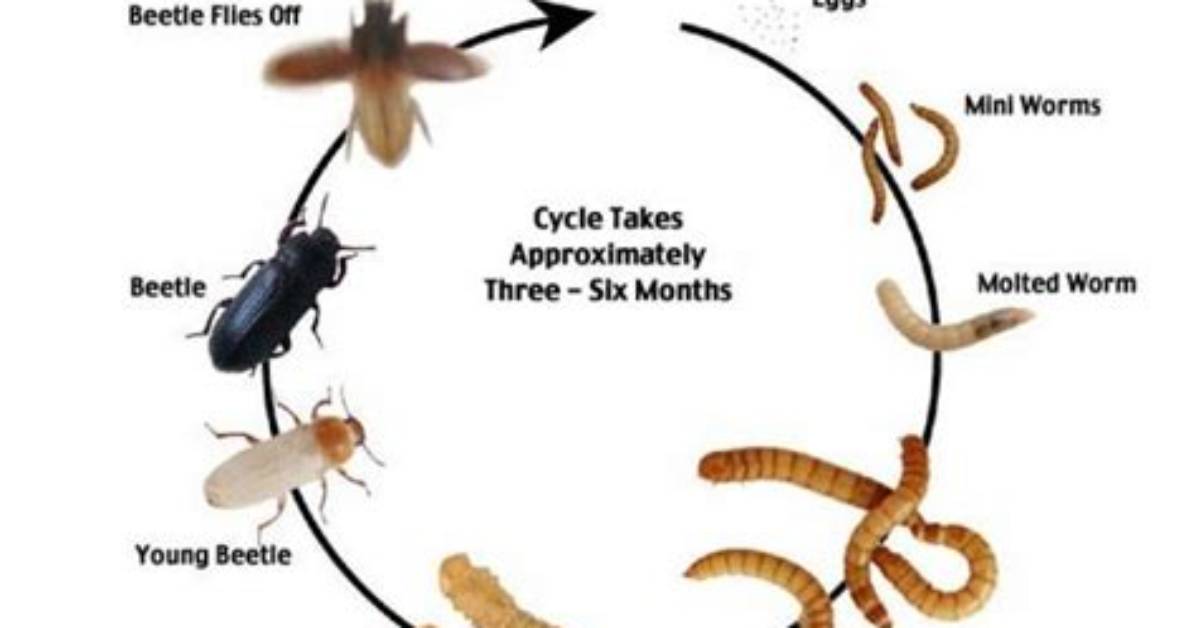 Do Mealworms Turn into Beetles?