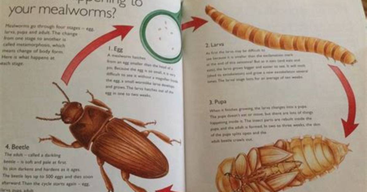 Do Mealworms Turn Into