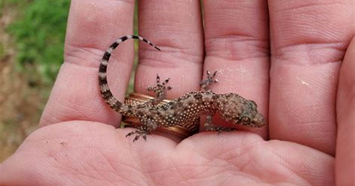 Do Mediterranean Geckos Bite?