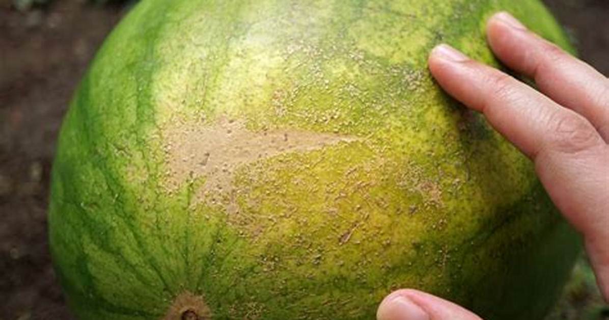 Do Melons Ripen After Cutting?