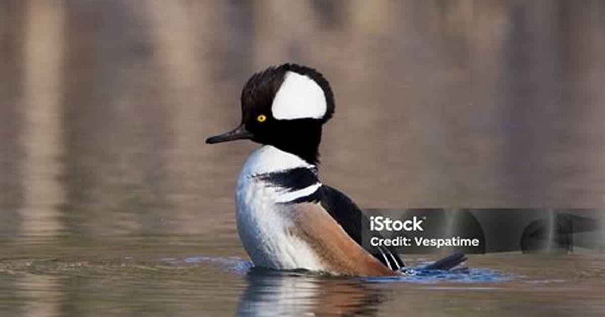 Do Mergansers Mate for Life?