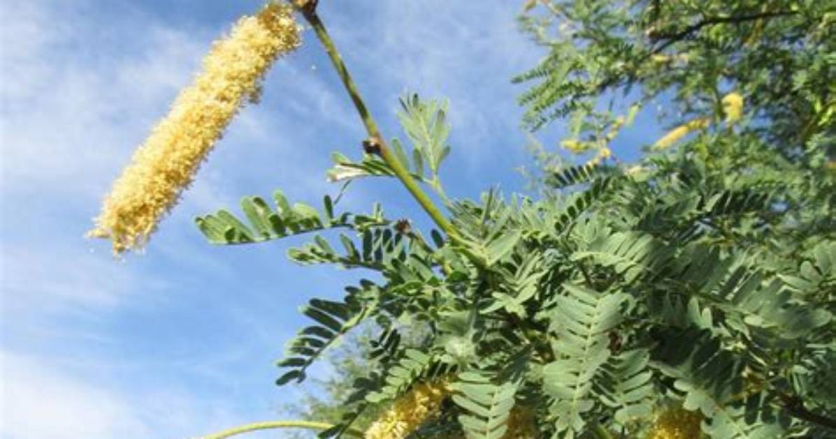 Do Mesquite Trees Bloom?