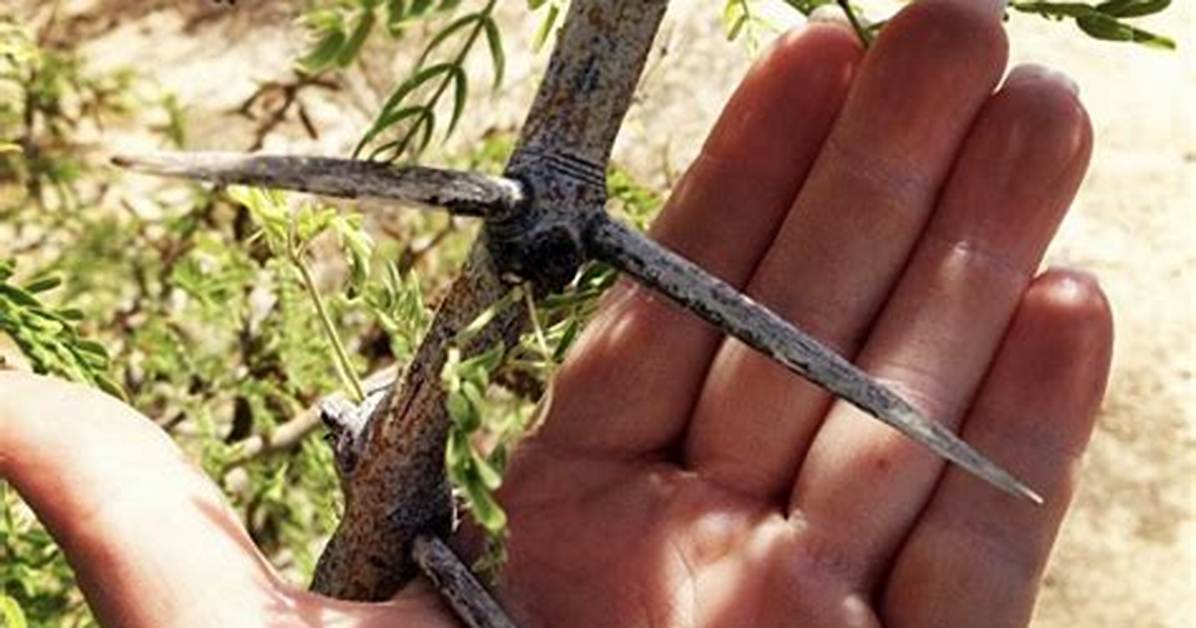Do Mesquite Trees Have Thorns