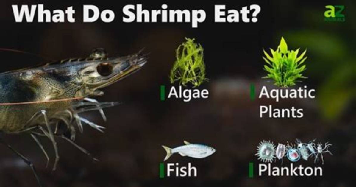 Do Mexicans Eat Shrimp